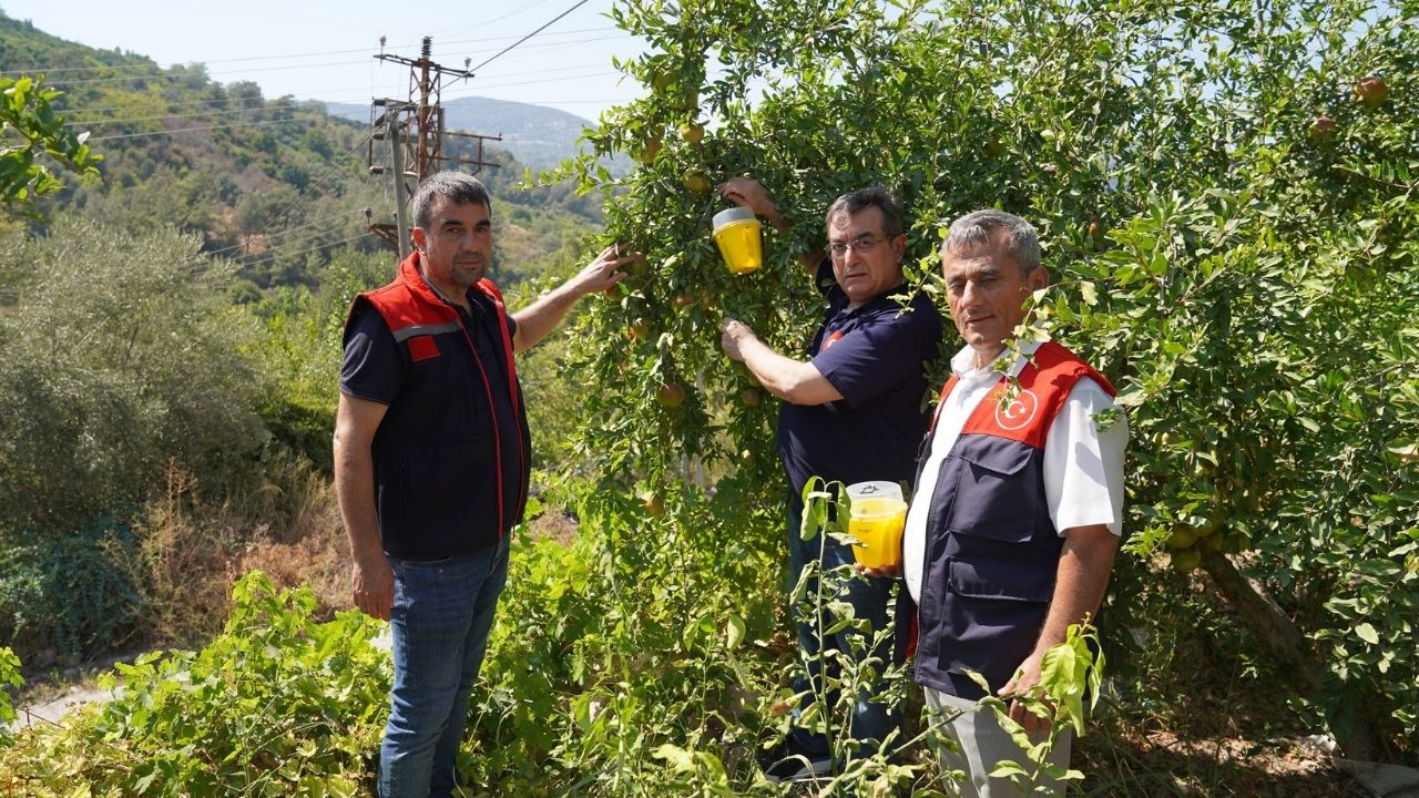 Meyve Sinegi Tuzagi 2