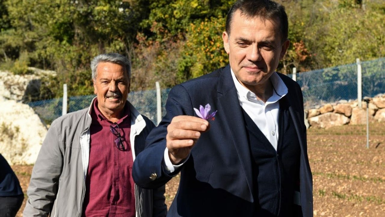 Yenisehir Safran Uretimi 2