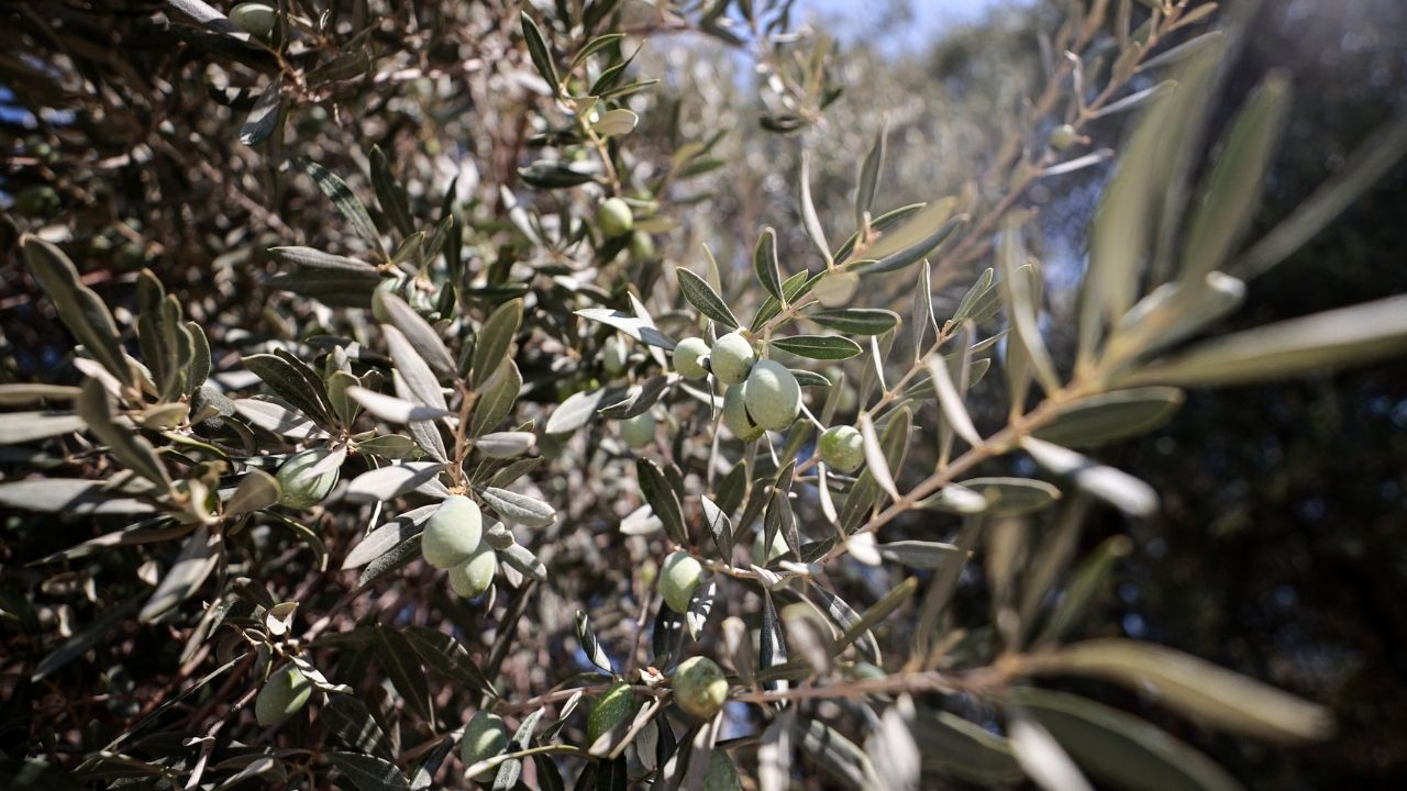 Zeytin Stock