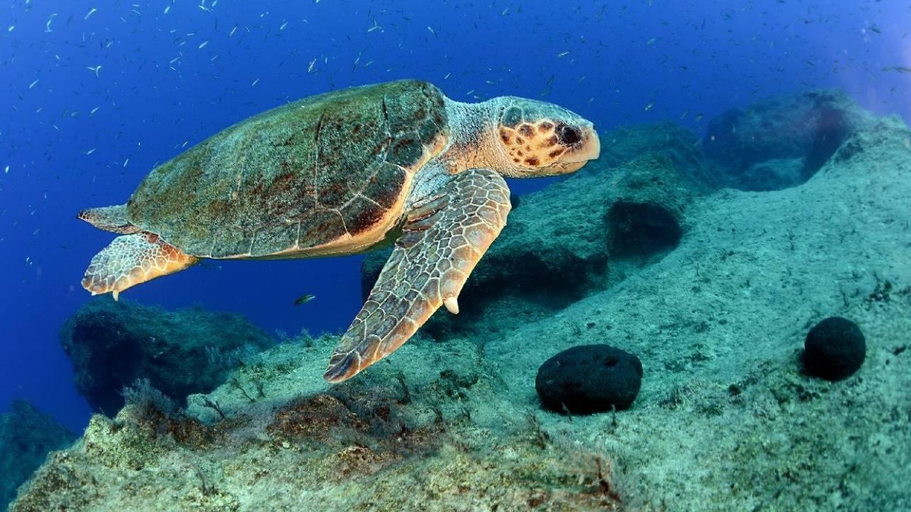 Caretta Carettalar 3