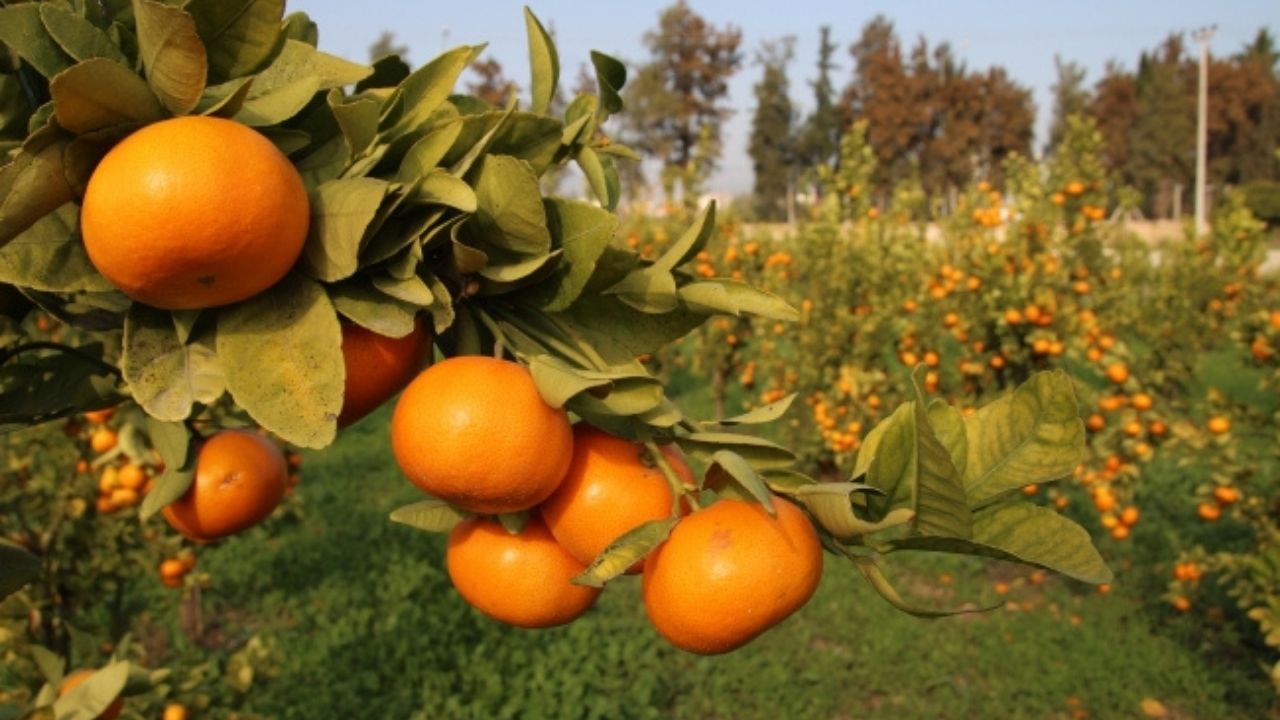 Mandalina