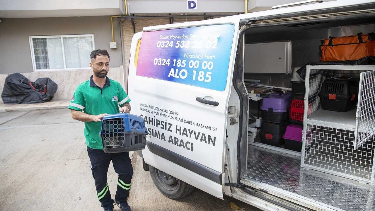 Mersin Sahipsiz Hayvan