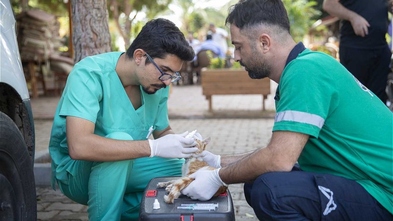 Sokak Hayvanları Mersin