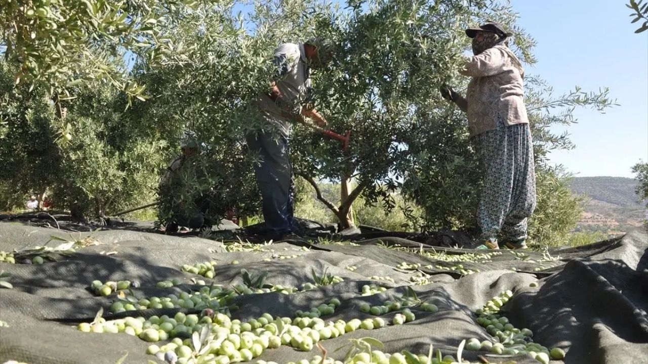 Zeytin 2