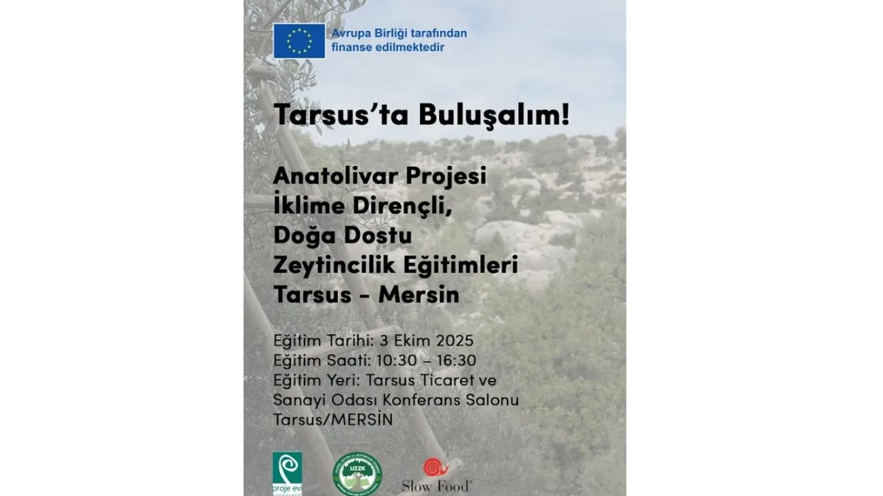 Zeytin Senligi 2